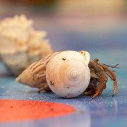 Virginia Beach Events - Mid-Atlantic Hermit Crab Challenge