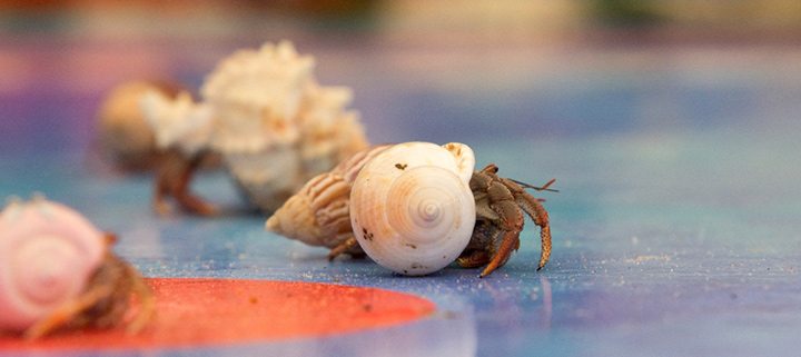 Virginia Beach Events - Mid-Atlantic Hermit Crab Challenge