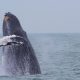Virginia Beach Hotels - Oceanfront Whale Watching