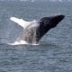 Virginia Beach Hotels - Oceanfront - whale tours