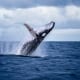 Whale Watching Tours in Virginia Beach