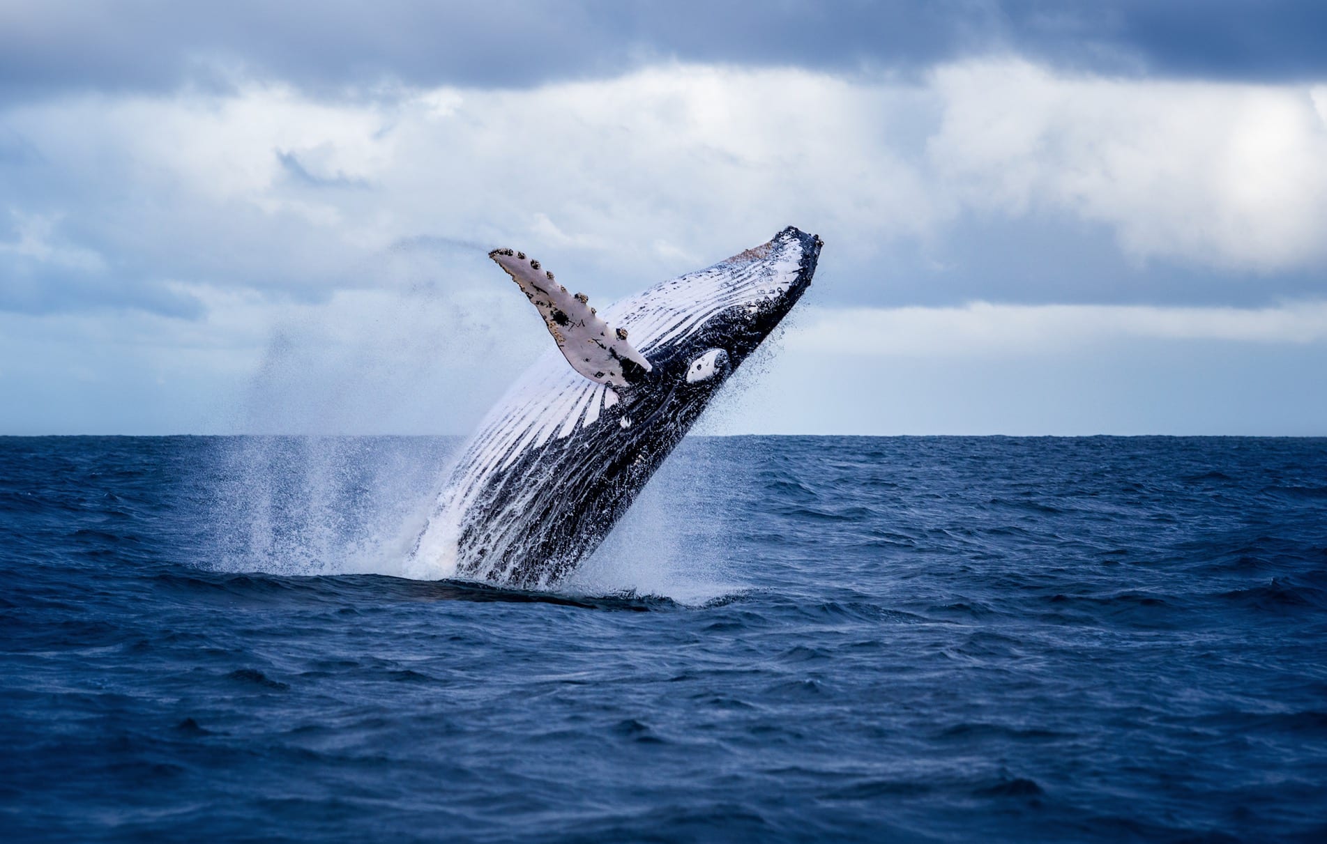 Whale Watching Tours in Virginia Beach